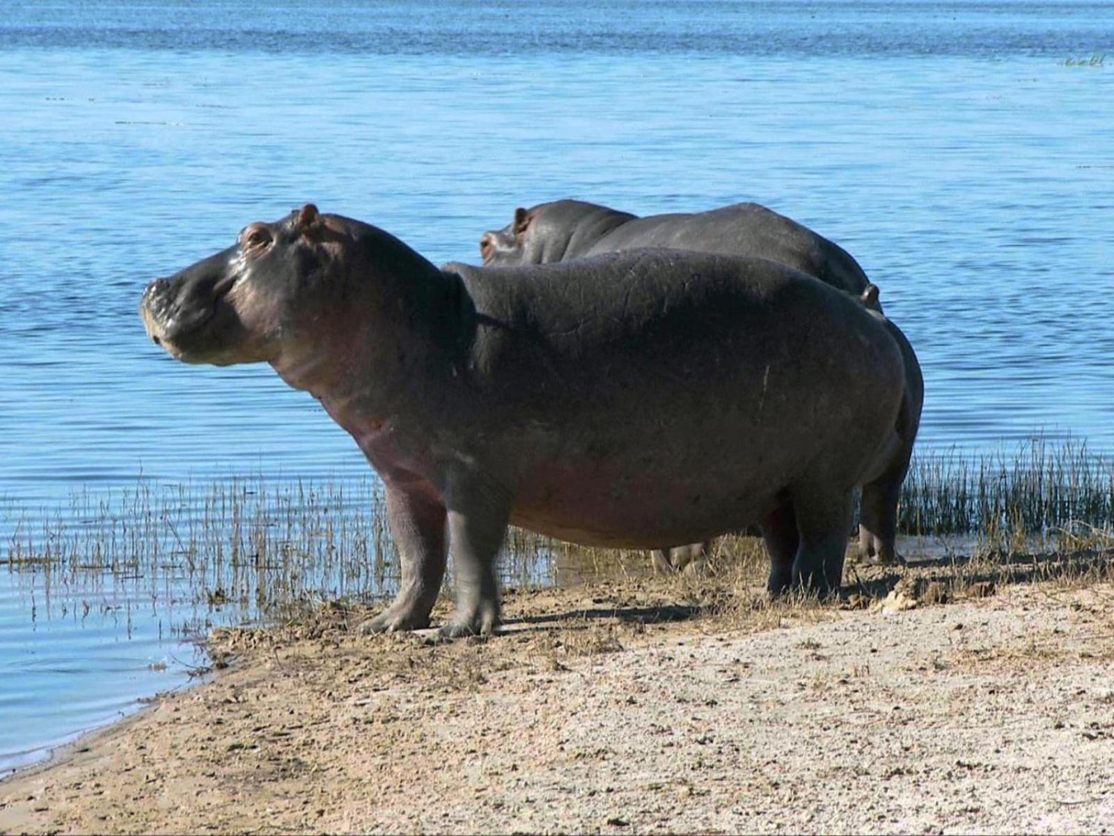 Kayova River Lodge Ndiyona Buitenkant foto